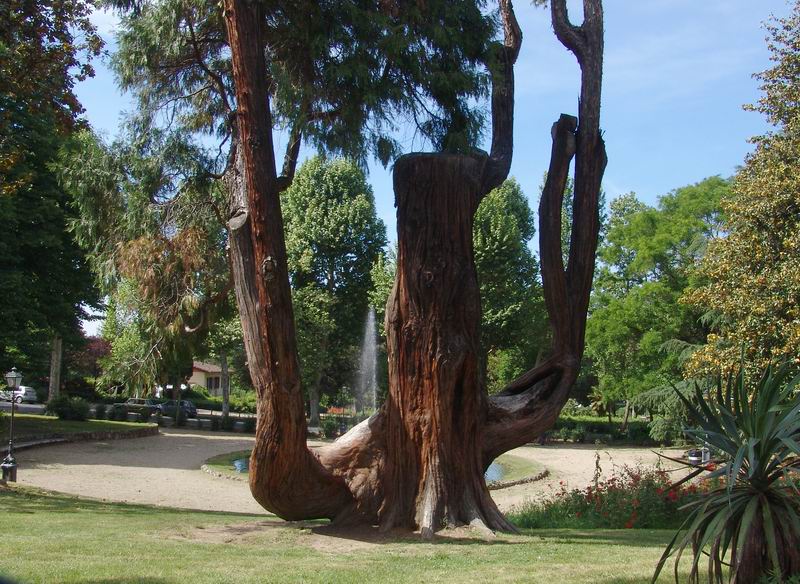 Calocedrus decurrens - Libocedro